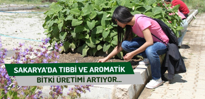 Sakarya'da Tıbbi ve Aromatik Bitki Üretimi Artıyor