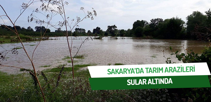 Sakarya'da tarım arazileri sular altında kaldı