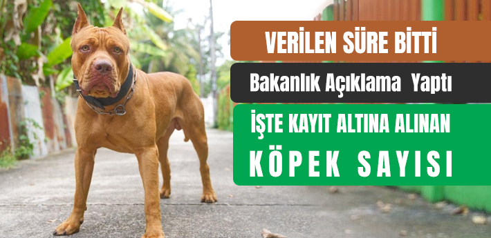Türkiye genelinde tehlike arz eden köpekler kayıt altına alındı