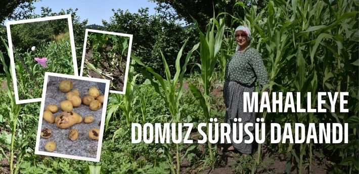 Domuz sürüsünün dadandığı mahallede vatandaşlar tedirgin