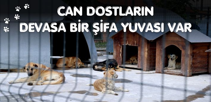 Can dostların Sakarya’da devasa bir şifa yuvası var