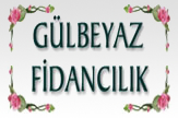 Gülbeyaz Fidan